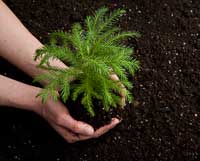 Planting trees for sustainability